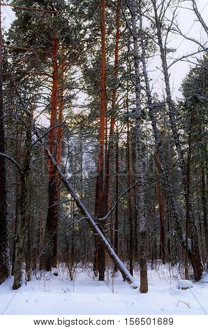 winter forest landscape with fallen pine tree