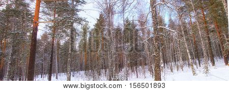 snowy panorama of the winter mixed forest