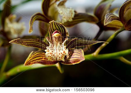 one lovely brown and green orchid from asia picture is taken in Gothenburg
