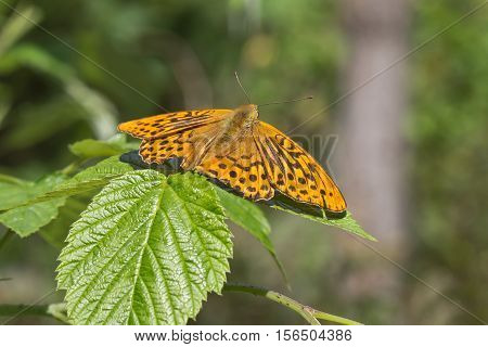 Butterfly / The butterfly sits on a plant