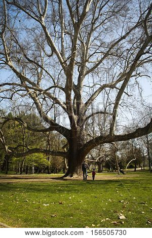 Long huge sycamore tree branches on a spring day