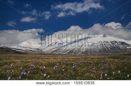 Wild flowers on Vettore mountain at National Park of Monti Sibillini in Umbria