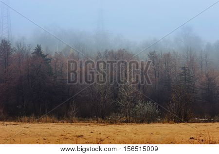 foggy forest edge and sand along the road