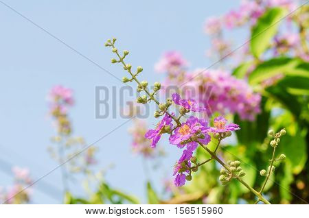 Cananga Flowers blooming on tree against blue sky Lagerstroemia. It is a species of flowering plant in the Lythraceae family.