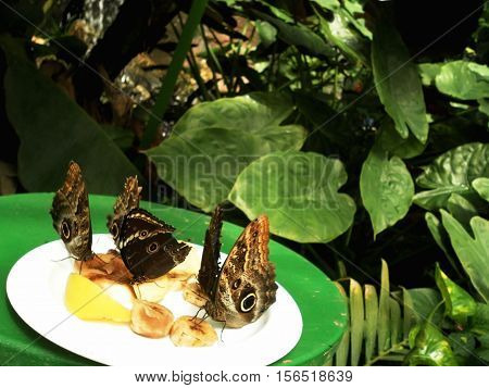 butterflies in the greenhouse. vein. Walk through the city