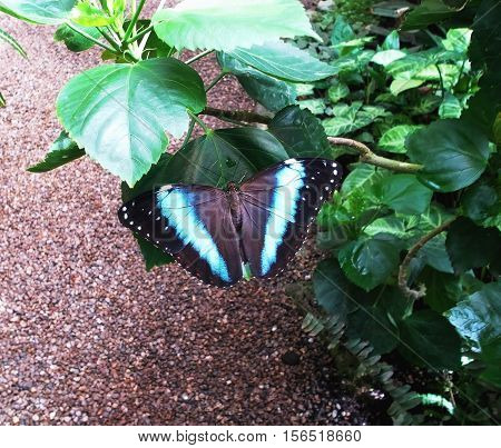 butterflies in the greenhouse. vein. Walk through the city