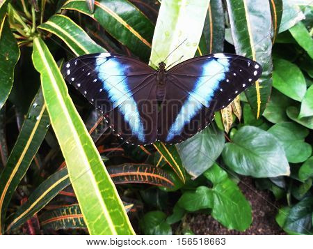 butterflies in the greenhouse. vein. Walk through the city