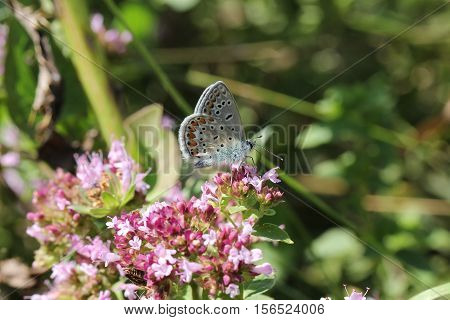 Butterfly / The butterfly sits on a plant