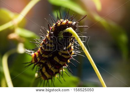 Macro of Painted Jezebel (Delias hyparete) caterpillars on their host plant leaf in nature. Butterfly worm Low key and selective focus Soft focus.