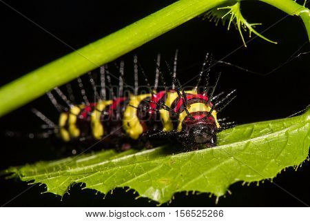 Macro Of Painted Jezebel (delias Hyparete) Caterpillars On Backside Of Their Host Plant Leaf In Natu