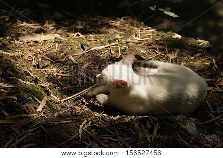 white cat is relaxing under trees shadow on ground in forest with lay light . wildlife of animal concept. color nature tone effect.