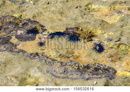 Species Of Sea. Urchin At The Bottom Of The Ocean. Maceio , Alagoas State, Brazil .