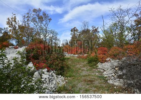 Autumn colours on display in the Carso karst limestone area of Friuli near Aurisina in north east Italy.
