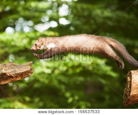 Stone marten jumping to stump martes foina