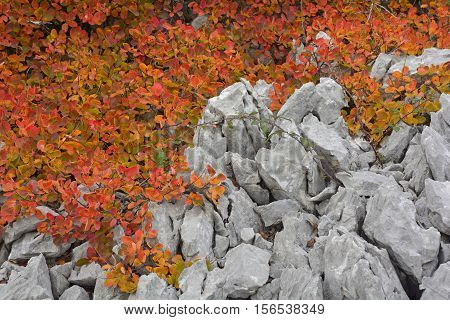 Autumn colours on display in the Carso karst limestone area of Friuli near Aurisina in north east Italy.