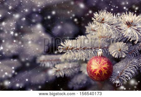 Winter scenery with snow falling and spruce covered with snow.Close up of red christmas ball on fir tree branch.