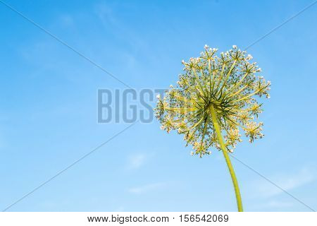 Cow parsnip on sky background. Field plant summer view from below. Weed. Poisonous plant. Heracleum. Big hogweed