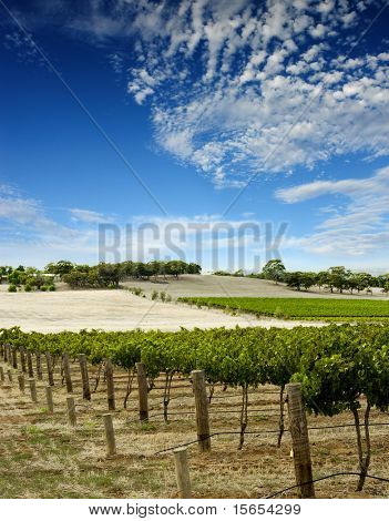 Paysage de vignoble australien