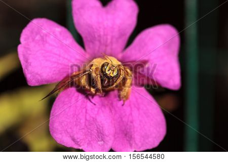 Gold colored male valley carpenter bee, scientific name Xylocopa varipuncta, also called a teddy bear. Males do not sting.