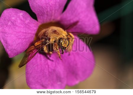 Gold colored male valley carpenter bee, scientific name Xylocopa varipuncta, also called a teddy bear. Males do not sting.