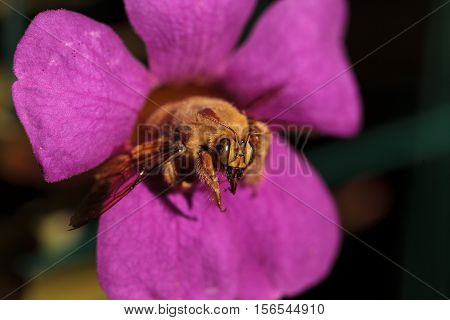 Gold colored male valley carpenter bee, scientific name Xylocopa varipuncta, also called a teddy bear. Males do not sting.