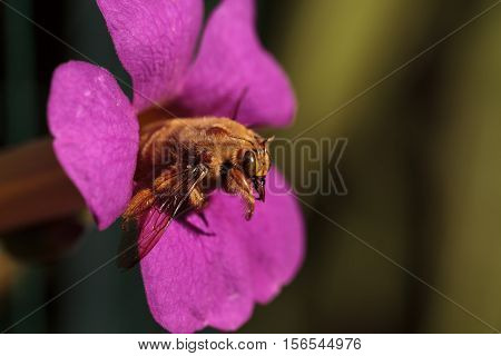 Gold colored male valley carpenter bee, scientific name Xylocopa varipuncta, also called a teddy bear. Males do not sting.