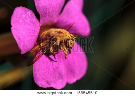 Gold colored male valley carpenter bee, scientific name Xylocopa varipuncta, also called a teddy bear. Males do not sting.