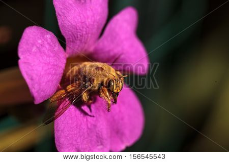 Gold colored male valley carpenter bee, scientific name Xylocopa varipuncta, also called a teddy bear. Males do not sting.