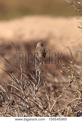 White crowned sparrow, Zonotrichia leucophrys, perches among the brush at the wildlife preserve of Bolsa Chica in Huntington Beach, California, United States