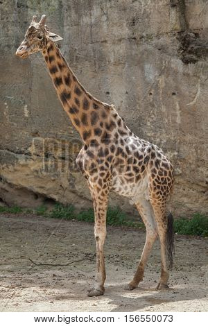 Kordofan giraffe (Giraffa camelopardalis antiquorum), also known as the Central African giraffe. Wildlife animal. 