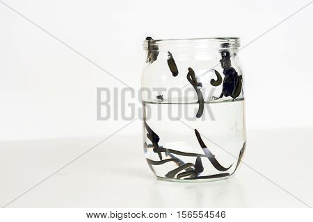 Hirudotherapy. Medical leeches in water before therapy