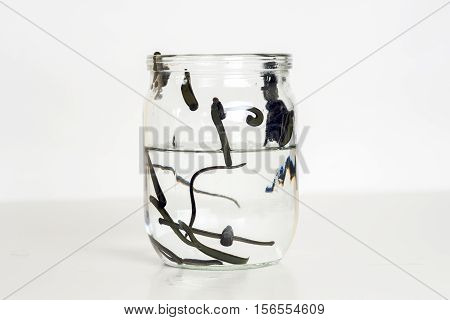 Hirudotherapy. Medical leeches in water before therapy