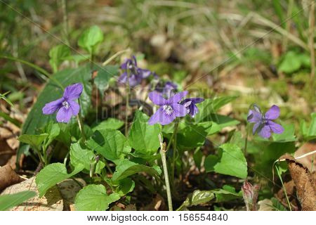 Dog Violet (viola Riviniana) Flowers