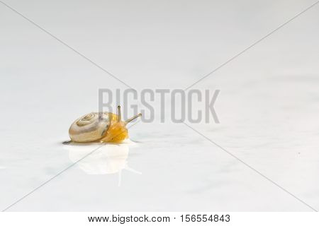 Snails / Snails crawling slowly on the table