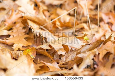 Dry Oak Leaves Lying On Ground