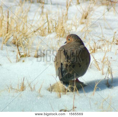 Dove