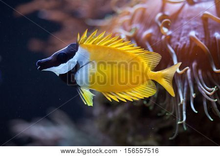 Foxface rabbitfish (Siganus vulpinus). Marine fish.