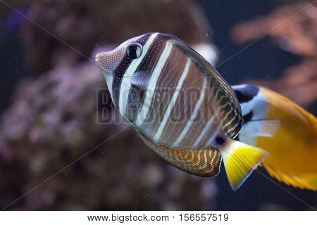 Sailfin tang (Zebrasoma veliferum). Marine fish.