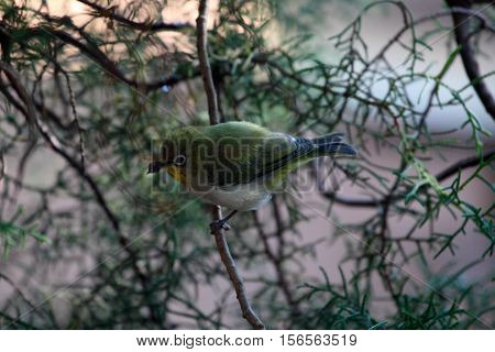 A White-breasted White-eye (Zosterops abyssinicus) in a juniperus bush in Africa.