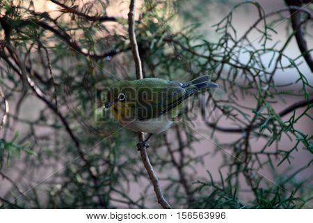A White-breasted White-eye (Zosterops abyssinicus) in a juniperus bush in Africa.