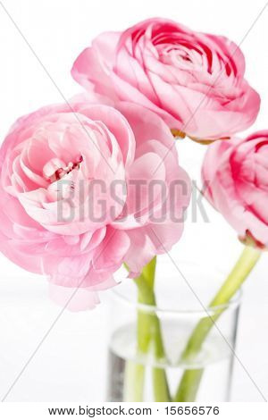 Ranuncolo rosa