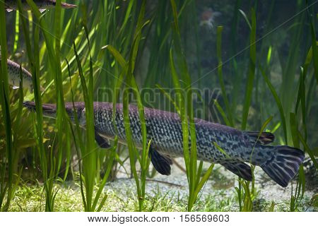 Shortnose gar (Lepisosteus platostomus), also known as the caiman gar.
