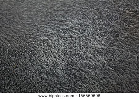 Malayan tapir (Tapirus indicus), also known as the Asian tapir. Skin texture.