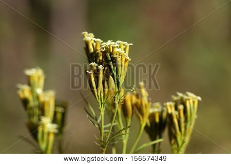 Flowers of Tagetes minuta culinary herb in different South American countries.