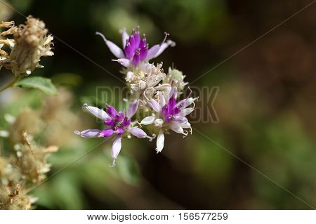 Flower of a succulent plant in Ethiopia maybe Kleinia squarrosa??