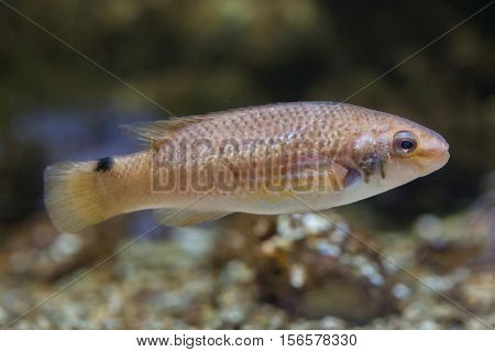 Goldsinny wrasse (Ctenolabrus rupestris). Marine fish.