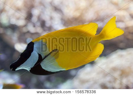 Foxface rabbitfish (Siganus vulpinus). Marine fish.