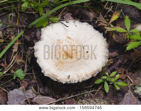 White mushroom Lactarius resimus in wet forest close-up selective focus shallow DOF