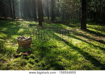 Basket with mushrooms in the forest at sunrise