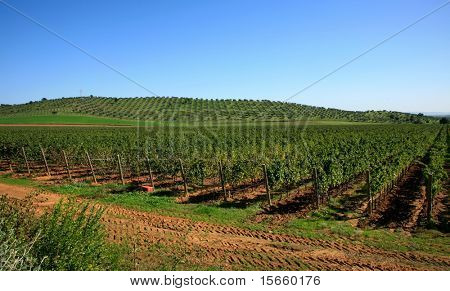 Weingut